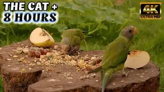 TV FOR CATS - The ULTIMATE Cat Game: Your Cat Catch the Mouse - 8-Hour Challenge @Nature-4ktv 106