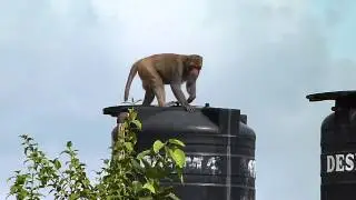 Rhesus macaque (Macaca mulatta).