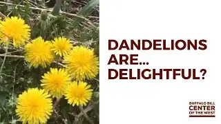 Backyard Briefings  |  Dandelion Delights