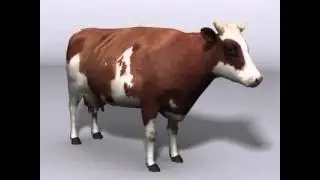 animal cow  3D model from CGTrader.com