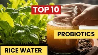 Bí quyết Cách làm GE thơm kết hợp gừng xã siêu dễ cho vườn nhà Khôi