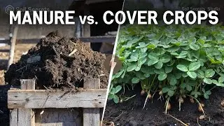 The Best Way to Fix Your Soil Forever (Manure vs. Legumes)