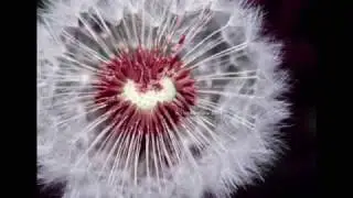 First Love By Yiruma