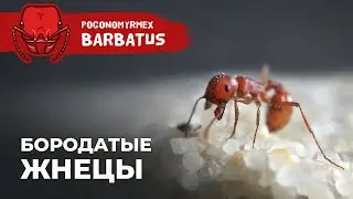 ОПАСНЫЕ МУРАВЬИ-ЖНЕЦЫ ИЗ АМЕРИКИ | Red harvester ant | Pogonomyrmex barbatus