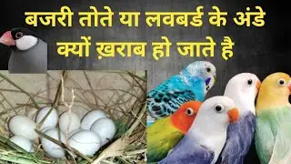 Infertility Problem in Love Birds and Budgies #birds #infertility #infertile #asimpathan #trending