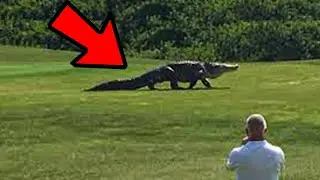This Giant Alligator Crept Across A Florida Golf Course  Then A Guy Told His Friend To Get Closer