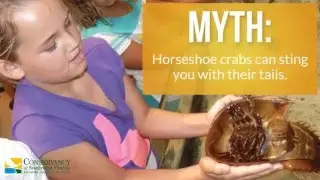 Myth or Reality? Horseshoe crabs will sting you with their tail