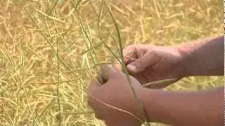 Swathing Canola