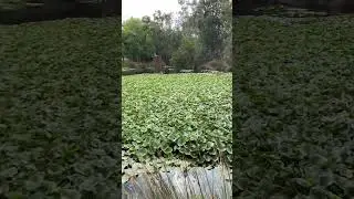 Pink Water Lily #shorts #shortsfeed #satisfyingvideo #viralshorts