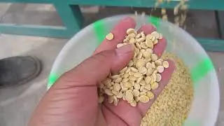 Small soybean peeling machine