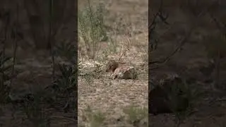 newborn springbok 🥹#africansafari