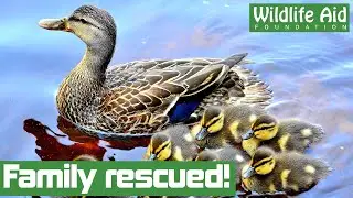 Duck family rescued from FIVE STOREY fall!