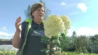 Самый красивый сорт гортензии,с ажурными соцветиями. Компактный Бобо.