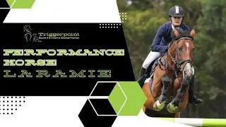Performance Horse Laramie