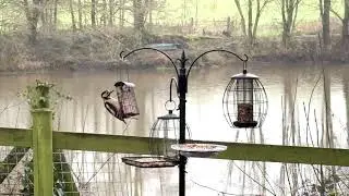 Build it and they will come- woodpecker and more in 20 mins uncut footage