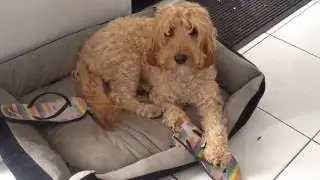 Lola the Spoodle
