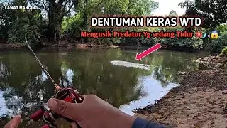 FULL SAMBARAN WTD ‼️ Cara mudah casting hampala di saat air sungai mulai surut.
