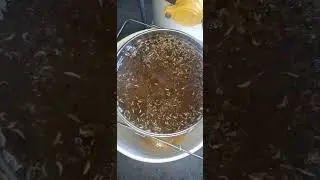 Small Hive Beetle Larvae Honey For Sale w/ Slime Flavoring