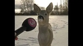 ДТП с оленем из жилищного фонда г. Курска!