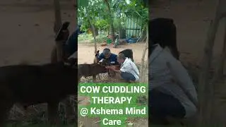 COW CUDDLING THERAPY