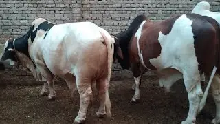 Heavy bulls in Pakistan Qureshi Cattle Farm Multan
