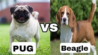 Pug vs Beagle dog 🐕 comparison ! Which one is better for you ? || Small size dog 🐕 || Dogestan