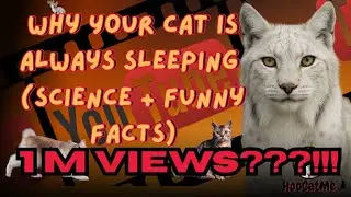 Why Your Car Is Always Sleeping (Science + Funny Facts)  #catlovers  #pets  #cat #youtube #animals