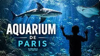 Inside Paris' Most Mesmerizing Underwater World &ndash; Aquarium de Paris in 4K 🇫🇷 🐠