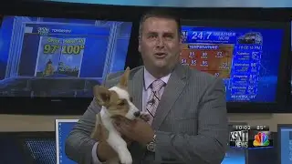 How to know if it's too hot outside for your pets