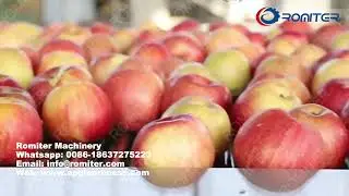 Automatic Apple Water Washing Cleaning Machine