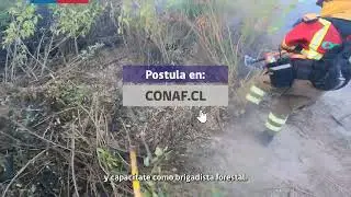 CONAF lanza convocatoria de brigadistas forestales 2025 - 2026