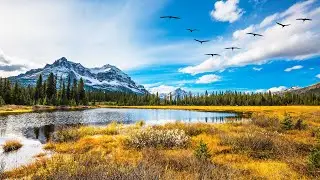 Flying by Rabelius | Piano and Nature