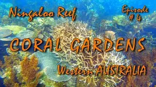 Coral Gardens of Ningaloo Reef. Coral Bay, Western Australia. Episode #4 - 4K Ultra HD