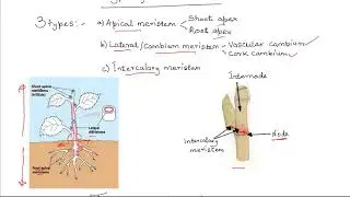 Growth regions in plants