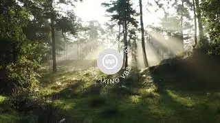 Scandinavian Forest with Relaxing Bird Sounds | Calming Sounds for Great Sleep