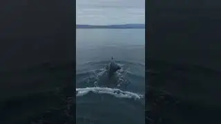 How Do WHALES Breathe? Can WHALES Breathe Underwater?