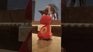 Miko 3 and Cats