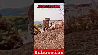 🦅 Falcon vs Leopard: Speed Meets Strength in a Wild Showdown! 🐆💥 #animals #leopard #wildlife #tiger