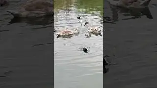 😀Swan&rsquo;s Babies One Month Later 😃🤣 #travel #cameracaptured