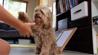 Shake Paw