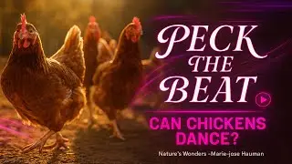 Peck the Beat | Daylight Coop Shuffle  (Original Music)
