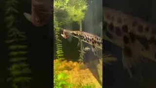 Garth the alligator gar #fish #gar #alligator #eating #food
