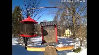 Live Birdfeeder Cam - Northeast Ohio