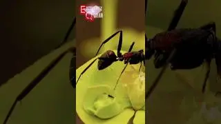 The Ant || Urdu Recitation || Al Namal @ExcellentlyQuran-72484