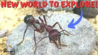 Amazing new world for my bull ants to explore!