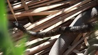 Black Water Snakes