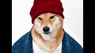 Bodhi the Instagram famous dog makes a hefty paycheck