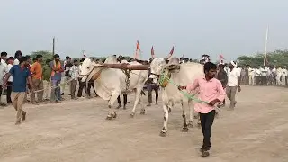 రామగిరి సేద్యపు ఎద్దుల విభాగం బండలాగుడు పోటీల 9వ జత మహేష్ పుల్జాల