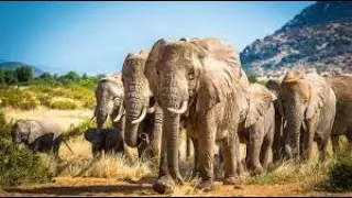 Secrets Of The Desert Elephants  Life of Elephants