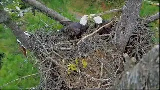 Nest Check-In/ Round-Up: Updates, Close Encounters, Busy Eagles & MORE Cams Online! October 11-12